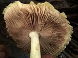 Volvariella bombycina var. flaviceps image