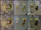 Pyrrhospora quernea image