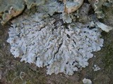 Physcia tribacioides image