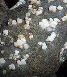 Myxarium nucleatum image
