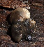 Xylaria mesenterica image