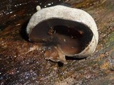 Xylaria mesenterica image