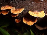 Rigidoporus microporus image