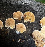 Rigidoporus microporus image
