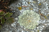 Lecanora muralis image
