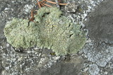 Lecanora muralis image