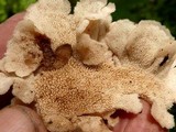 Auriscalpium villipes image