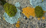 Lecanora muralis image