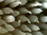 Auriscalpium villipes image
