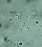 Auriscalpium villipes image