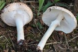 Echinoderma asperum image