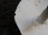 Echinoderma asperum image