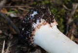 Echinoderma asperum image