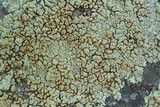 Lecanora muralis image