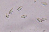 Echinoderma asperum image