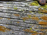 Amandinea punctata image