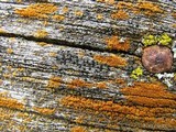 Amandinea punctata image