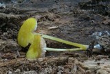 Pluteus chrysophlebius image