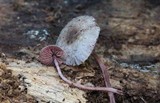 Melanophyllum haematospermum image