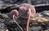 Melanophyllum haematospermum image