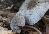 Melanophyllum haematospermum image