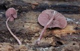 Melanophyllum haematospermum image
