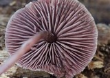 Melanophyllum haematospermum image