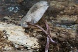 Melanophyllum haematospermum image