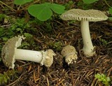 Amanita farinosa image