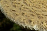 Amanita farinosa image