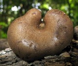 Boletinellus merulioides image