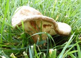 Paxillus involutus image