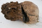 Pisolithus arrhizus image
