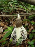 Phallus indusiatus image