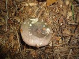 Russula variata image