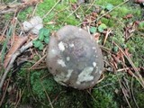 Russula variata image