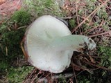 Russula variata image
