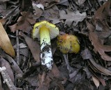 Hygrocybe acutoconica image