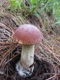 Boletus rubriceps image