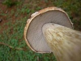 Boletus rubriceps image