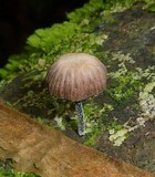 Collybia coracicolor image