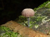 Collybia coracicolor image