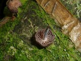 Collybia coracicolor image