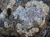 Caloplaca teicholyta image