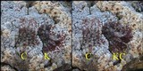 Caloplaca teicholyta image