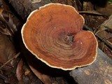 Hexagonia variegata image