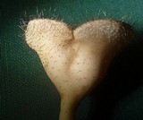 Cookeina tricholoma image