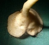 Cookeina tricholoma image