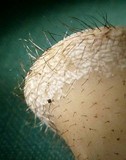 Cookeina tricholoma image