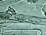 Cookeina tricholoma image